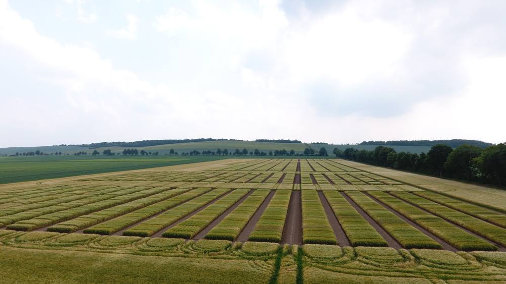 Saatzucht Josef Breun – Einblick 4